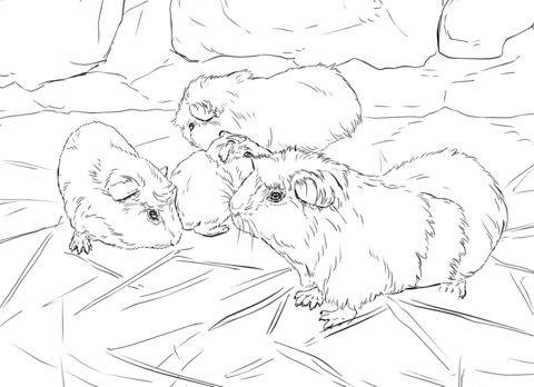 Guinea Pigs Coloring Page